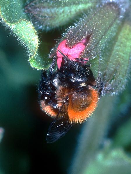 Les abeilles sauvages de Suisse  - Osmia pilicornis