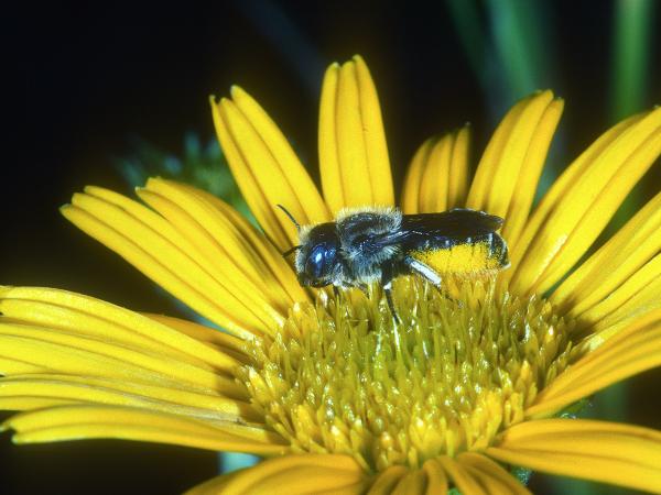 Wildbienen der Schweiz Bedornte Schneckenhausbiene - Osmia spinulosa