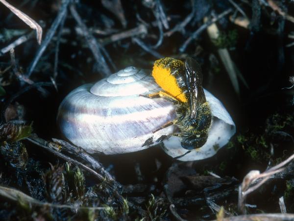 Wildbienen der Schweiz Bedornte Schneckenhausbiene - Osmia spinulosa
