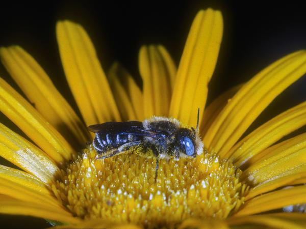 Wildbienen der Schweiz Bedornte Schneckenhausbiene - Osmia spinulosa