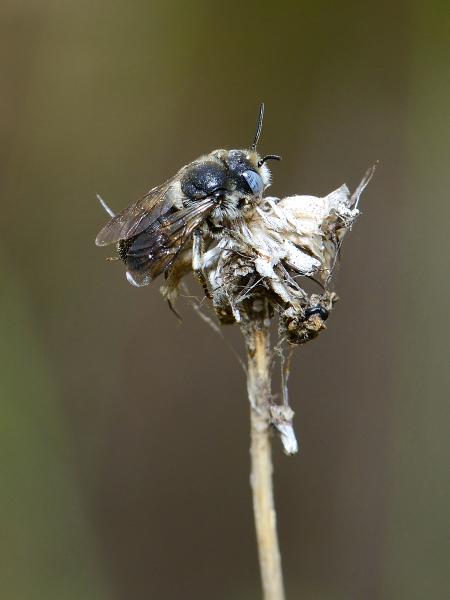 Wildbienen der Schweiz Bedornte Schneckenhausbiene - Osmia spinulosa