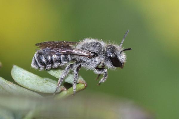 Wildbienen der Schweiz Schimmernde Mauerbiene - Osmia submicans
