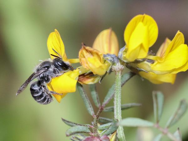Wildbienen der Schweiz Schimmernde Mauerbiene - Osmia submicans