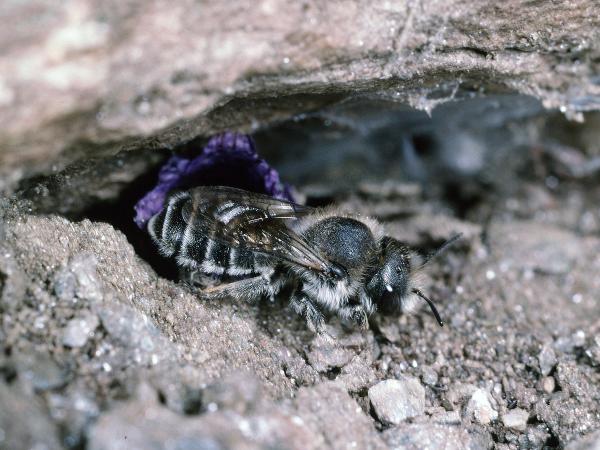 Wildbienen der Schweiz Triester Mauerbiene - Osmia tergestensis