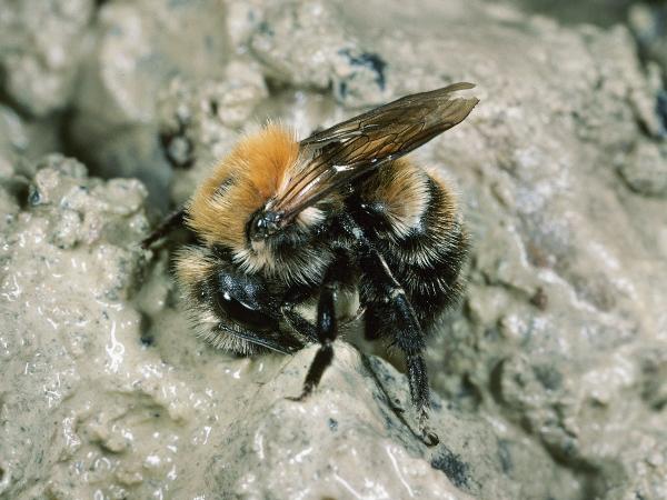 Wildbienen der Schweiz Hufeisenklee-Mauerbiene - Osmia xanthomelana