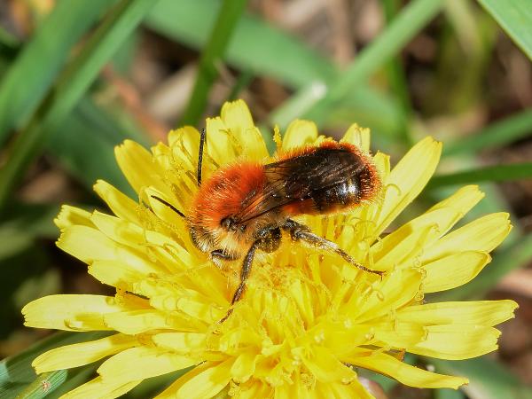 Wildbienen der Schweiz Hufeisenklee-Mauerbiene - Osmia xanthomelana