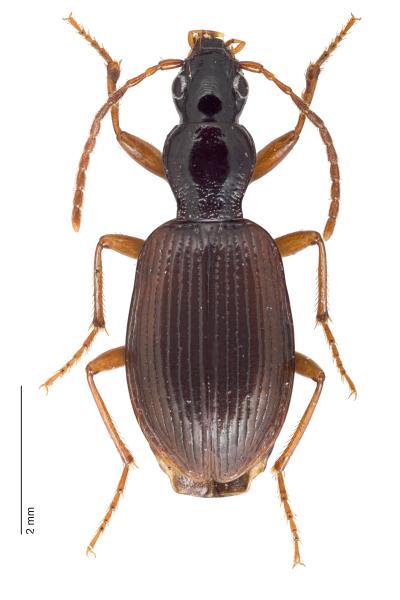   - Oxypselaphus obscurus