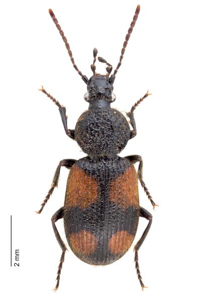   - Panagaeus bipustulatus