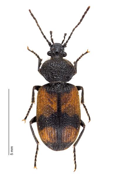   - Panagaeus cruxmajor
