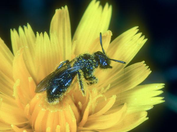 Wildbienen der Schweiz  - Panurginus sericatus