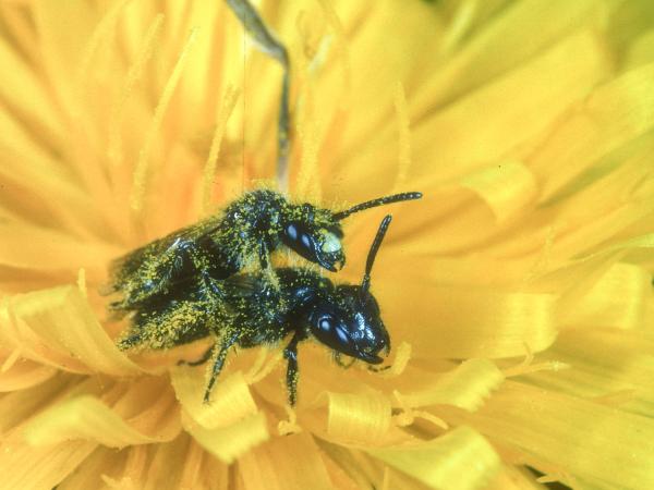 Wildbienen der Schweiz  - Panurginus sericatus