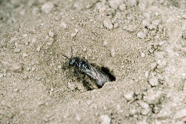 Wildbienen der Schweiz Stumpfzähnige Zottelbiene - Panurgus calcaratus