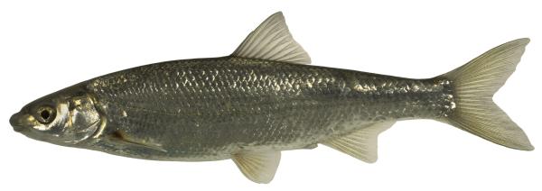 Poissons de Suisse Sofie, Soiffe, toxostome  - Parachondrostoma toxostoma 