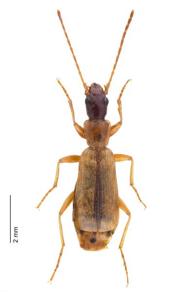 Carabes de Suisse  - Paradromius longiceps