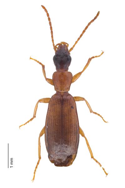 Carabes de Suisse  - Paradromius ruficollis