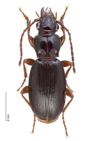   - Patrobus atrorufus