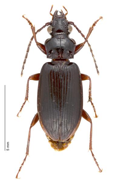   - Patrobus australis