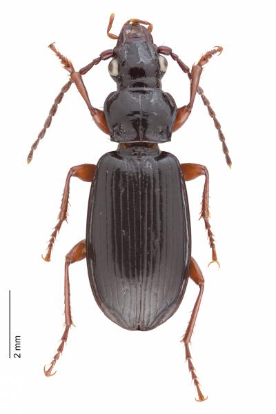   - Patrobus septentrionis