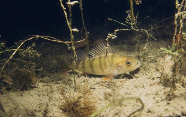 Poissons de Suisse Perche  - Perca fluviatilis 
