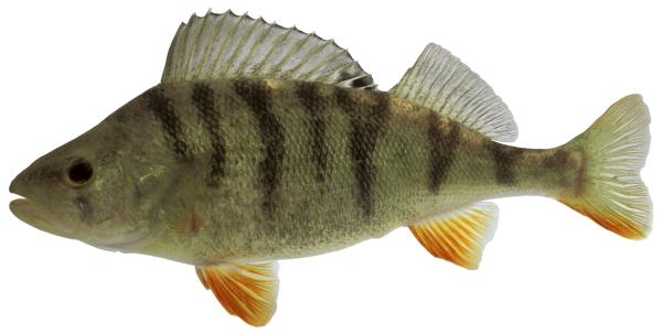 Poissons de Suisse Perche  - Perca fluviatilis 