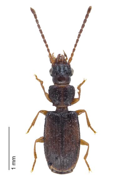  - Perileptus areolatus areolatus