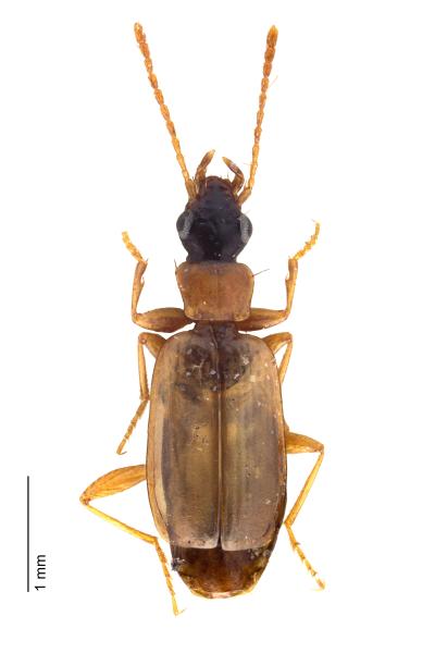 Carabes de Suisse  - Philorhizus melanocephalus
