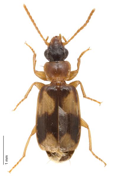Carabes de Suisse  - Philorhizus quadrisignatus