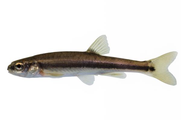 Fischen der Schweiz Sanguinerola italiana  - Phoxinus lumaireul 