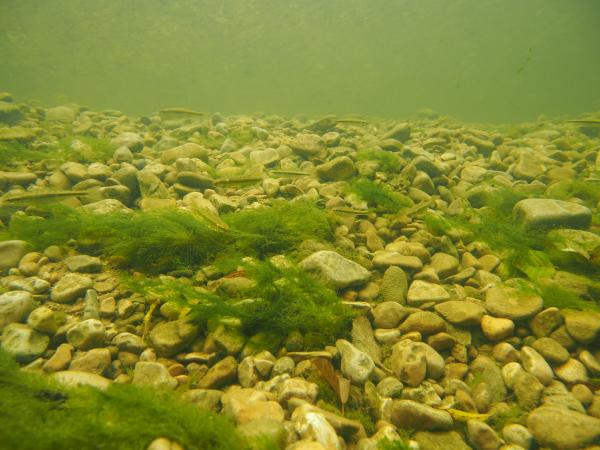 Fischen der Schweiz Erlitze  - Phoxinus phoxinus 