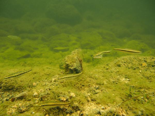 Fischen der Schweiz Erlitze  - Phoxinus phoxinus 