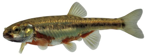 Fischen der Schweiz Erlitze  - Phoxinus phoxinus 