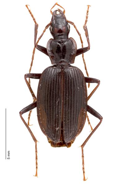   - Platynus complanatus