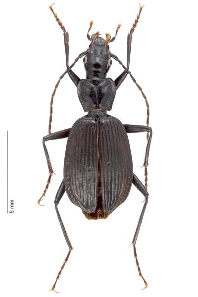   - Platynus depressus