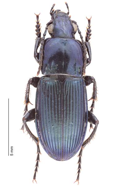Carabes de Suisse  - Poecilus koyi viaticus