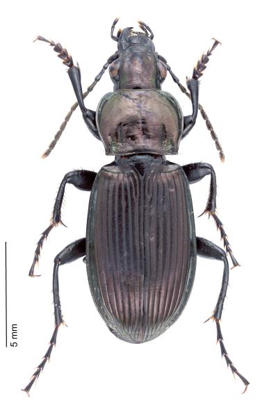   - Poecilus lepidus