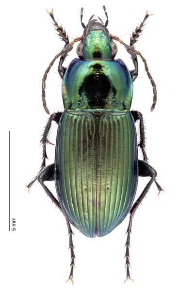 Carabes de Suisse  - Poecilus versicolor