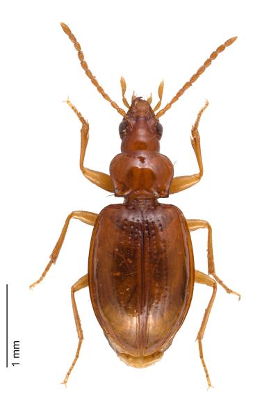   - Porotachys bisulcatus