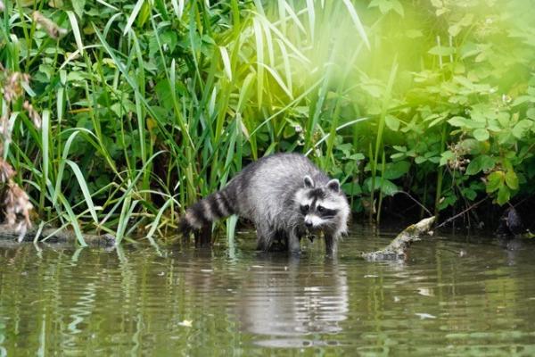  Waschbär - Procyon lotor