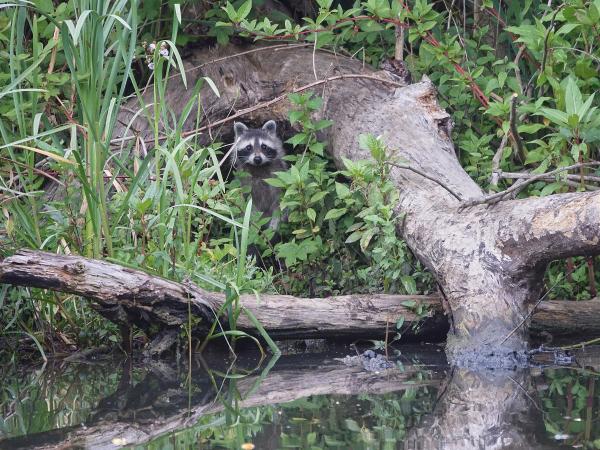  Waschbär - Procyon lotor