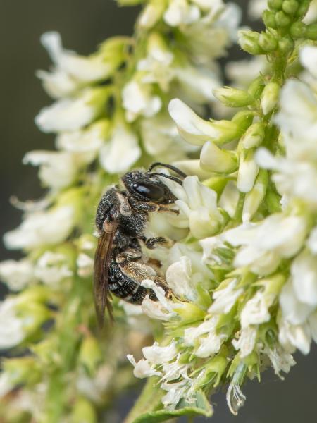 Les abeilles sauvages de Suisse Nomie pieds-tordus - Nomiapis diversipes