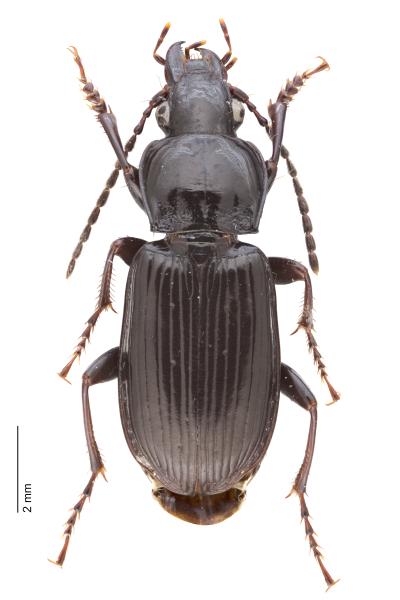   - Pterostichus anthracinus anthracinus