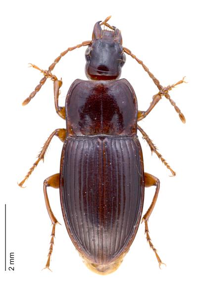   - Pterostichus apenninus