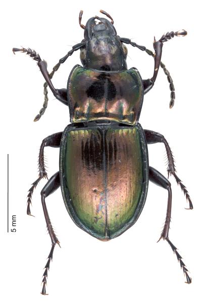   - Pterostichus burmeisteri burmeisteri