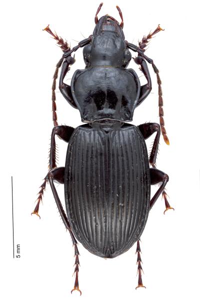   - Pterostichus cristatus cristatus