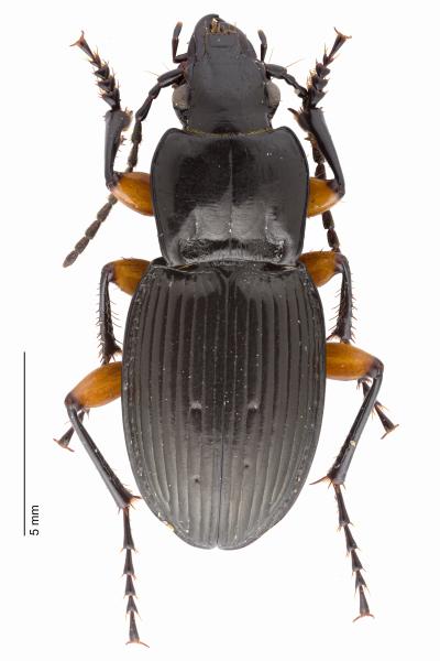   - Pterostichus flavofemoratus flavofemoratus