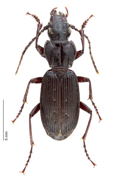   - Pterostichus honnoratii ludovici