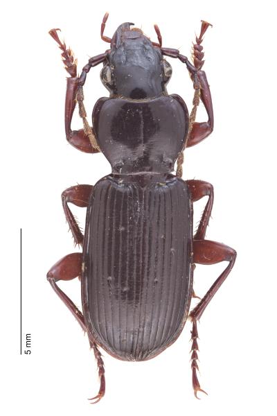 Carabes de Suisse  - Pterostichus macer macer