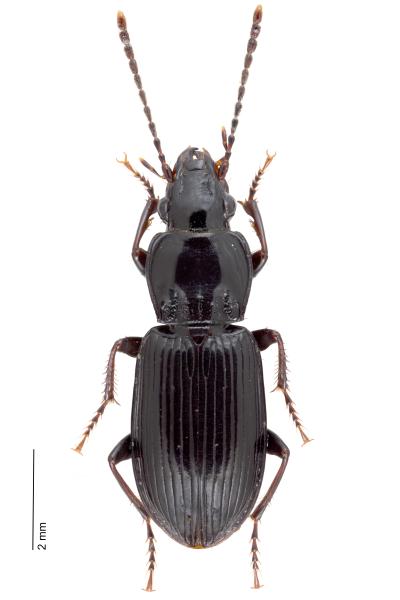   - Pterostichus minor minor