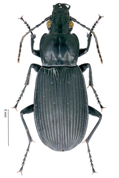 Carabes de Suisse  - Pterostichus niger niger