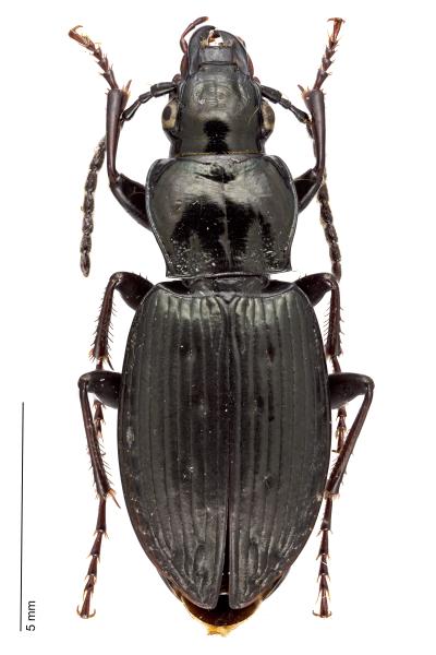   - Pterostichus oblongopunctatus oblongopunctatus